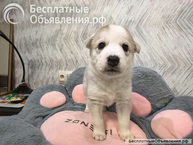 Щенок ищет дом