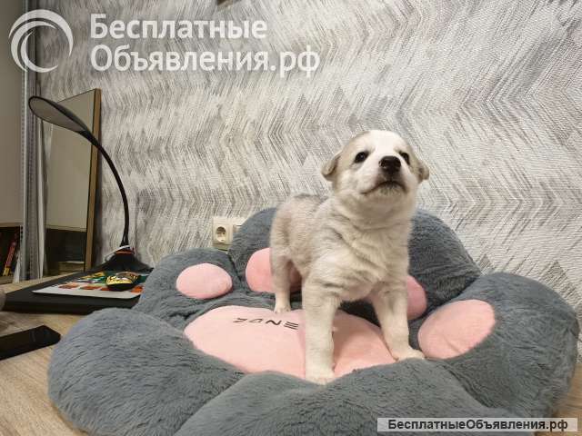 Щенок ищет дом