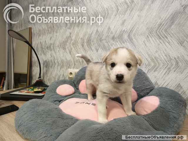 Щенок ищет дом