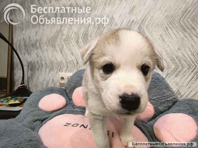 Щенок ищет дом