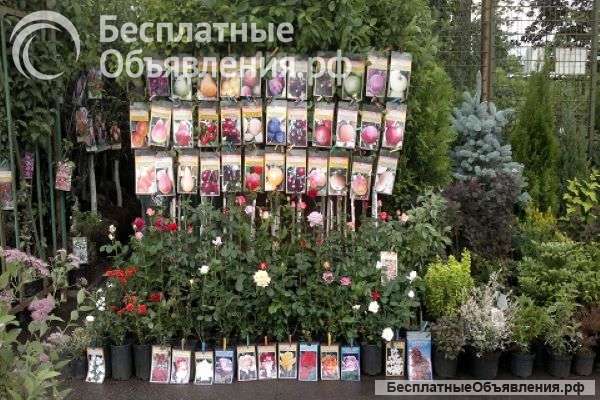 Желаете купить качественные деревья и кустарники?