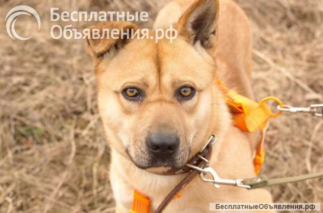 Джо и Ася ищут хоязяина