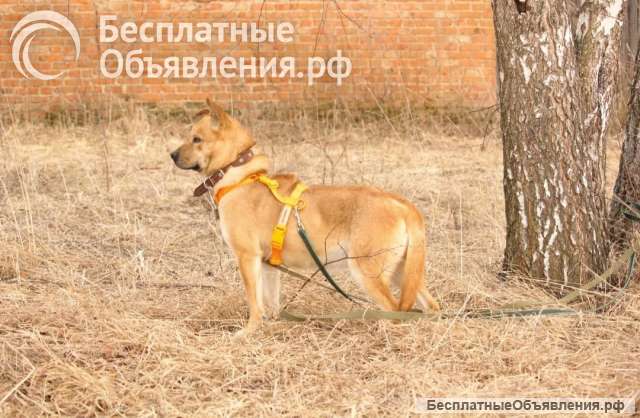 Джо и Ася ищут хоязяина