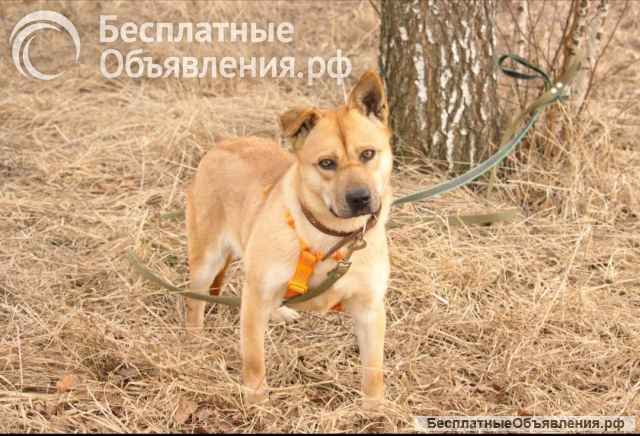 Джо и Ася ищут хоязяина