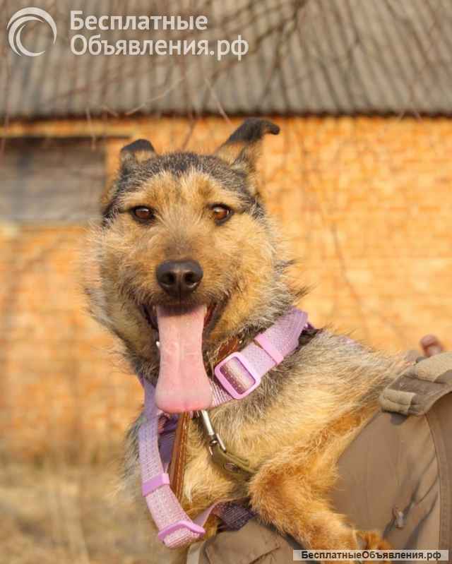 Джо и Ася ищут хоязяина