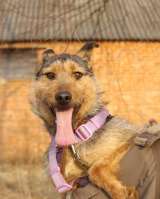 Джо и Ася ищут хоязяина