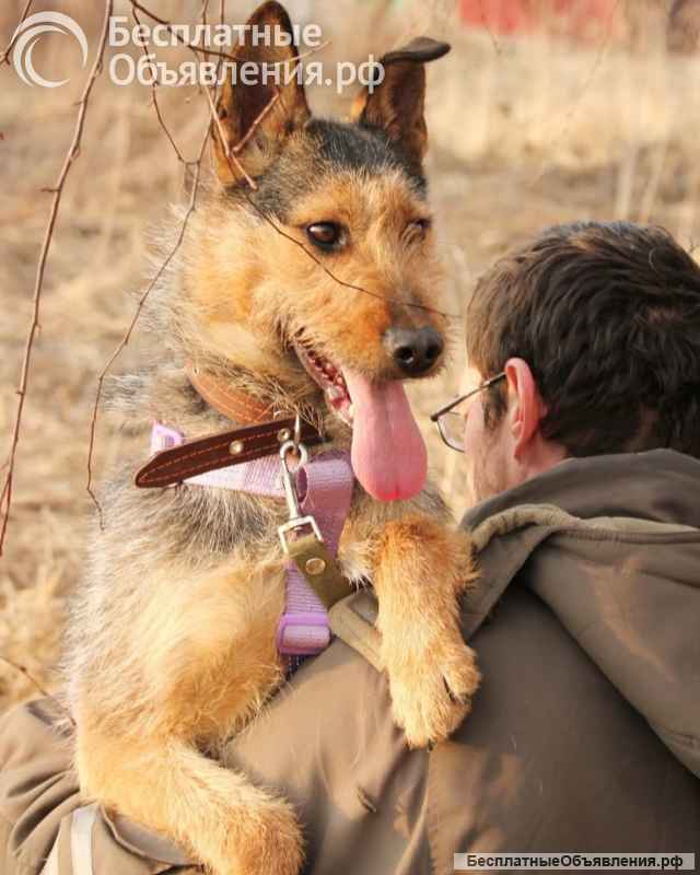 Джо и Ася ищут хоязяина