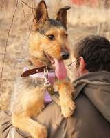 Джо и Ася ищут хоязяина