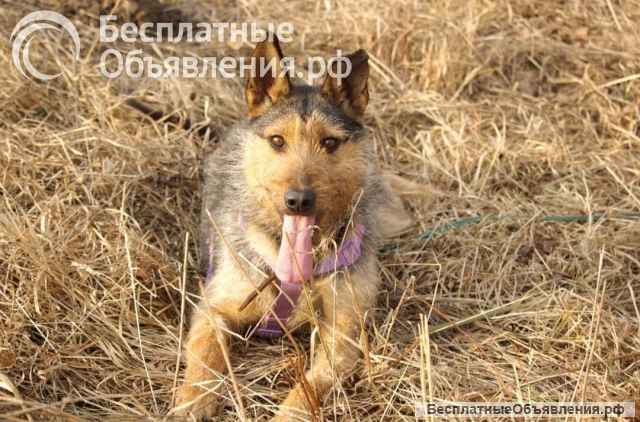 Джо и Ася ищут хоязяина