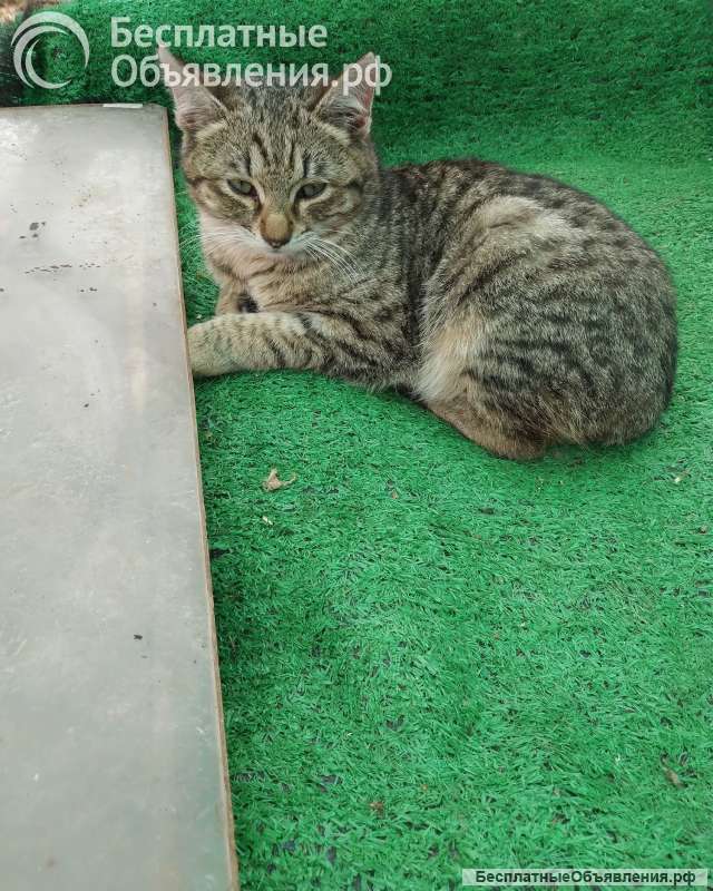 Отдам в добрые руки кошечек