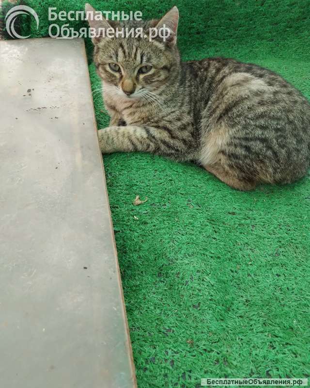 Отдам в добрые руки кошечек