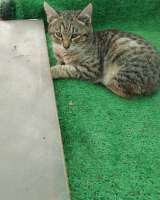 Отдам в добрые руки кошечек