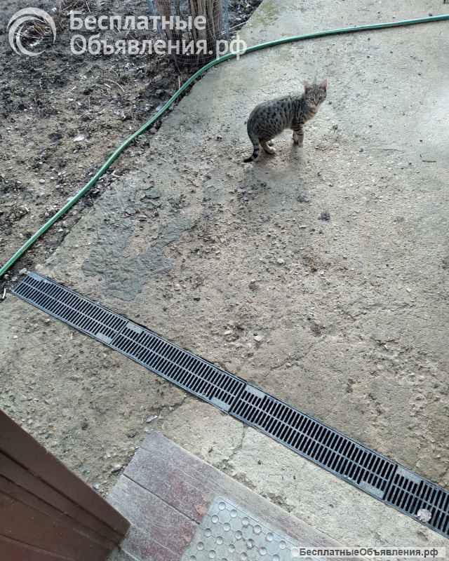 Отдам в добрые руки кошечек