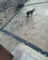 Отдам в добрые руки кошечек