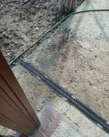 Отдам в добрые руки кошечек