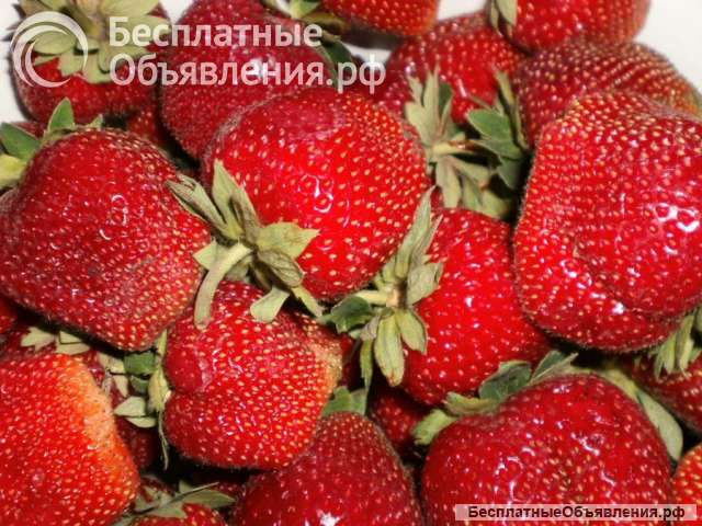 Клубника оптом по низким ценам