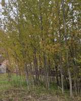 Участок в Снт Долина