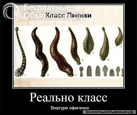 Репетитор по биологии