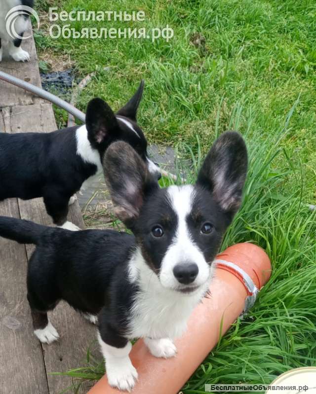 Щенки Вельш -Корги Кардиган