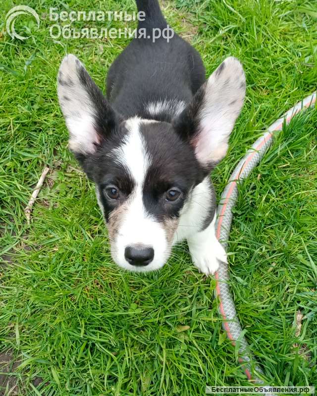 Щенки Вельш -Корги Кардиган