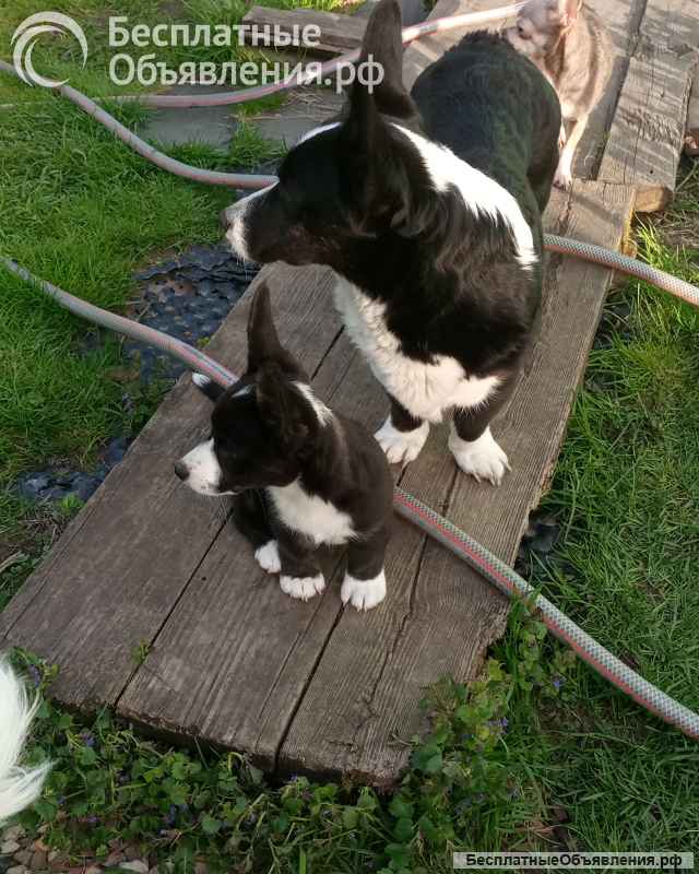 Щенки Вельш -Корги Кардиган