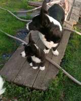 Щенки Вельш -Корги Кардиган