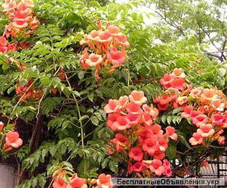 Саженцы кампсиса