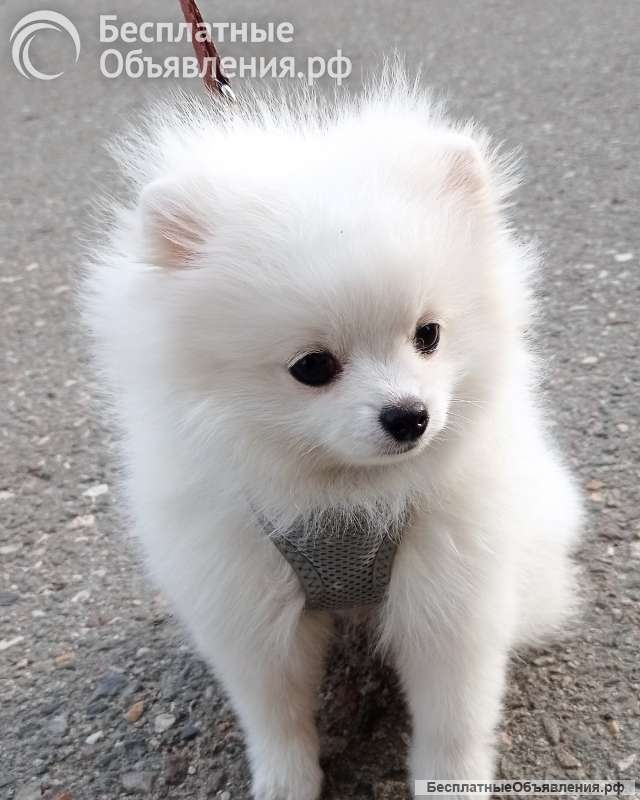 Белая девочка померанский шпиц миниатюрный, с документами РКФ