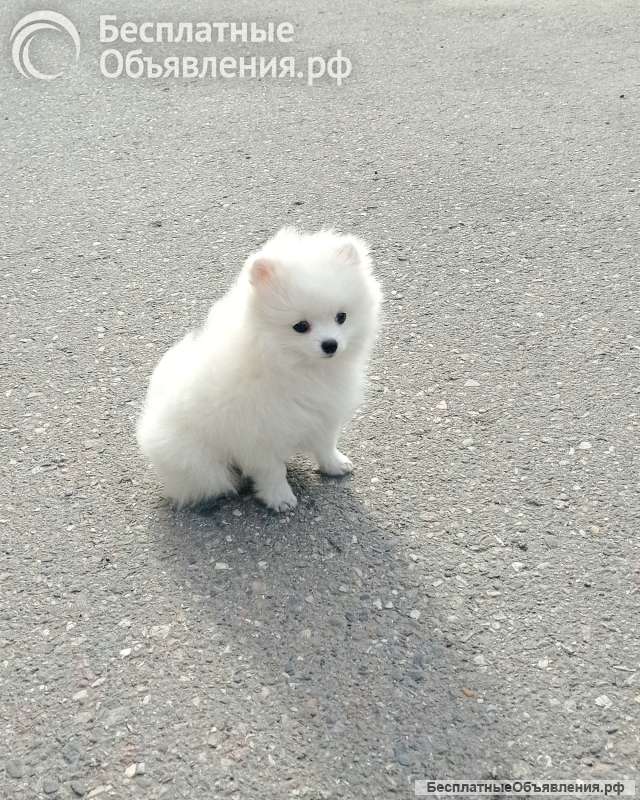 Белая девочка померанский шпиц миниатюрный, с документами РКФ