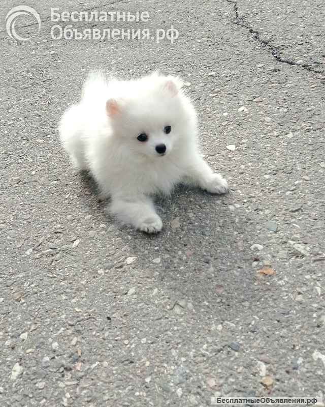 Белая девочка померанский шпиц миниатюрный, с документами РКФ