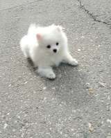 Белая девочка померанский шпиц миниатюрный, с документами РКФ