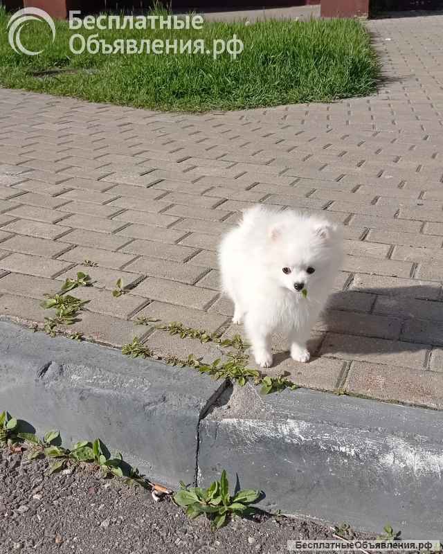 Белая девочка померанский шпиц миниатюрный, с документами РКФ