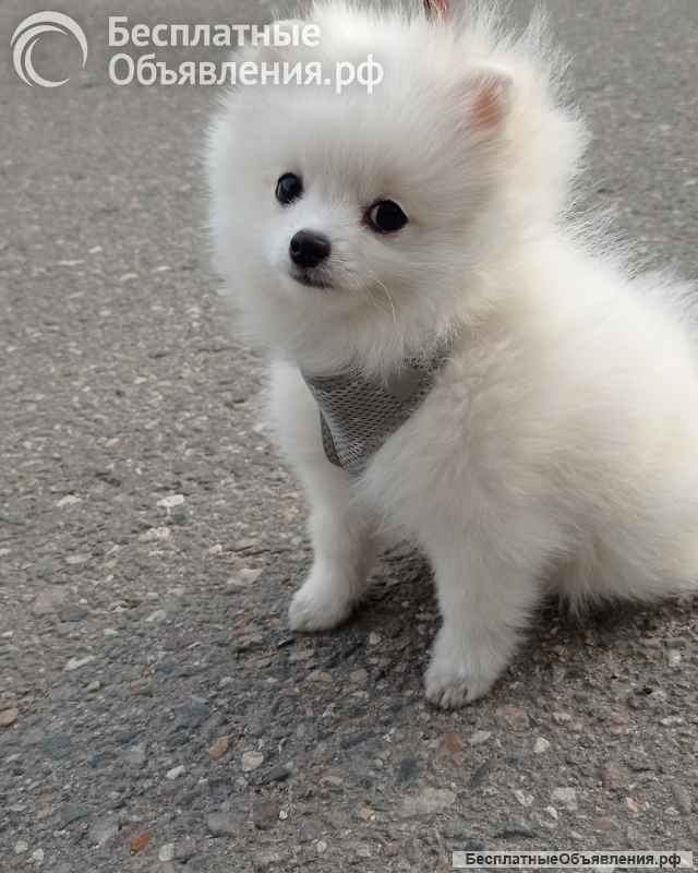 Белая девочка померанский шпиц миниатюрный, с документами РКФ
