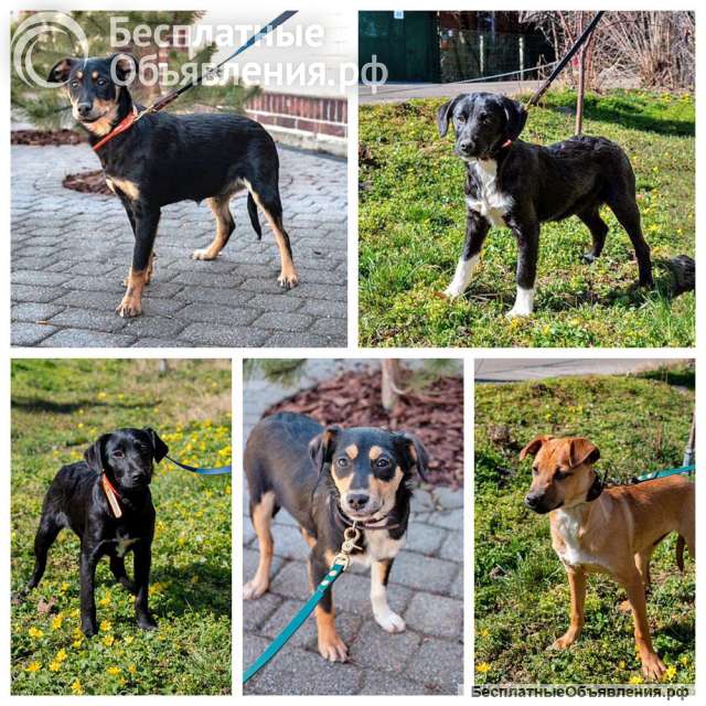 Добрые, ласковые некрупные щенки-подростки в добрые руки