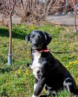 Добрые, ласковые некрупные щенки-подростки в добрые руки