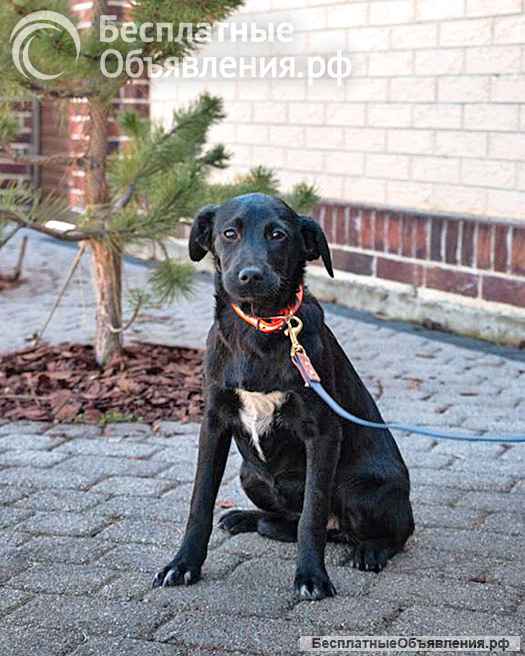 Добрые, ласковые некрупные щенки-подростки в добрые руки