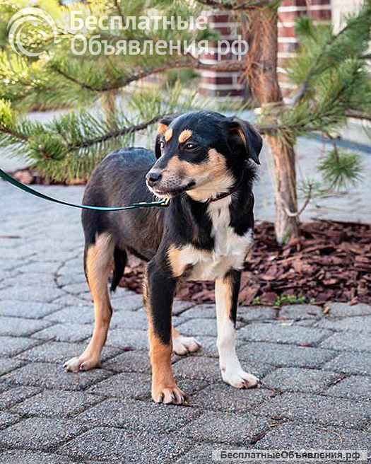 Добрые, ласковые некрупные щенки-подростки в добрые руки