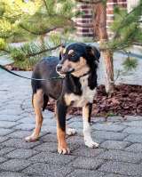 Добрые, ласковые некрупные щенки-подростки в добрые руки