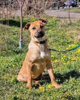 Добрые, ласковые некрупные щенки-подростки в добрые руки