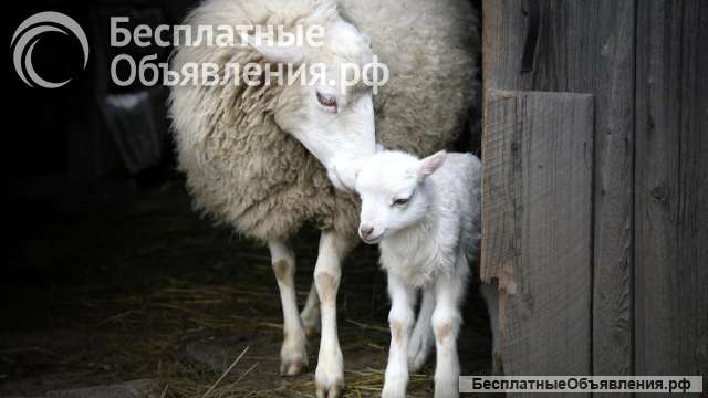 Распродажа овец (Дмитровский р-н, Московская обл)