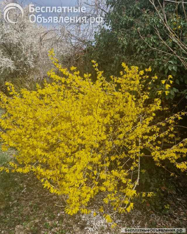 Дом Булгакова (Широкое)