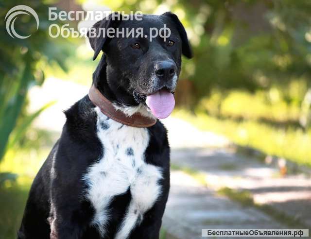 Метис Ляля в добрые руки