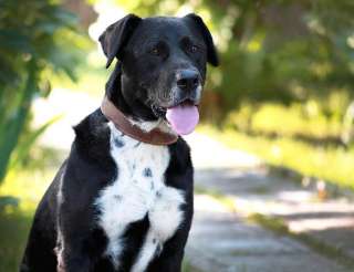 Метис Ляля в добрые руки