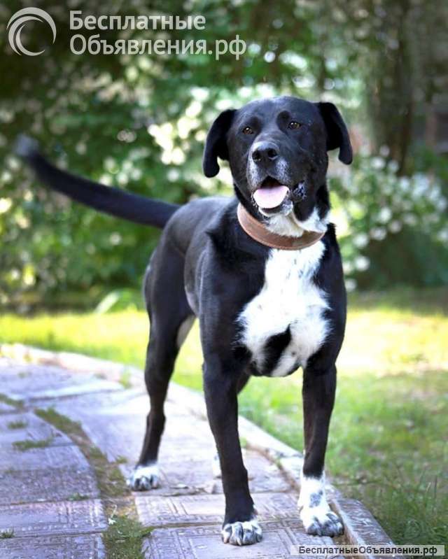 Метис Ляля в добрые руки