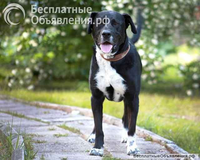 Метис Ляля в добрые руки