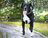 Метис Ляля в добрые руки