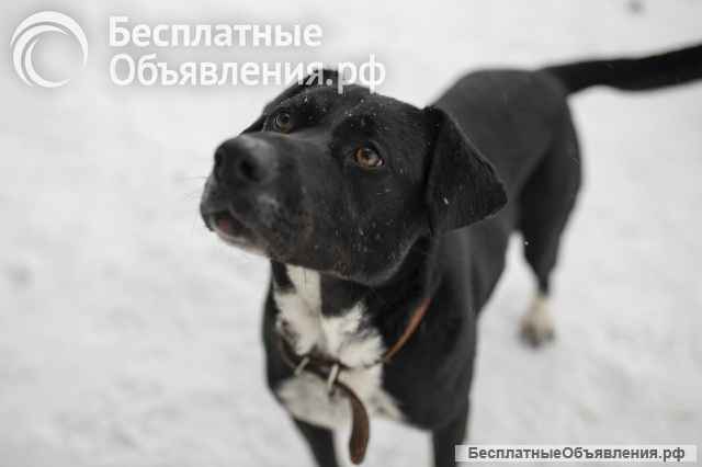 Метис Ляля в добрые руки