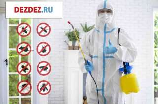 Профессиональная дезинсекция, дератизация и дезинфекция в Санкт-Петербурге