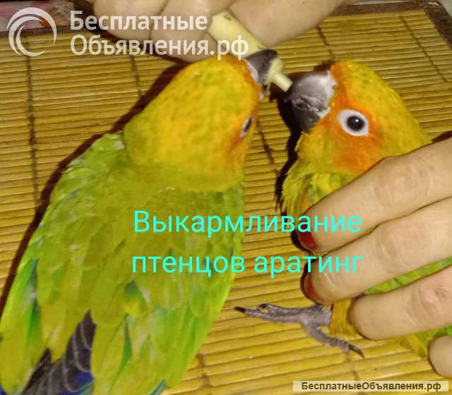 Аратинга птенец выкормыш от заводчика
