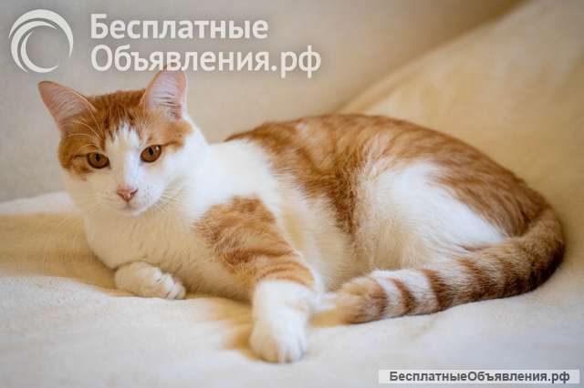 Котик из домашнего приюта
